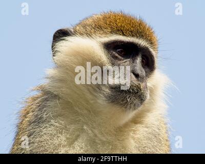 Nahaufnahme eines Vervet-Affen (Chlorocebus pygerythrus) Blick auf Himmel Hawassa Äthiopien Stockfoto