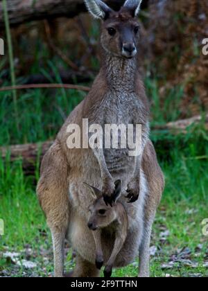 WESTERN Grey Känguru (Macropus fuliginosus) mit joey im Beutel Balingup, Western Australia. Stockfoto