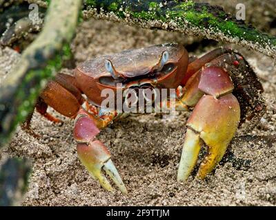 Nahaufnahme Porträt der Spinnenkrabbe (Neosarmatium meinerti) mit riesigen Krallen in Mangroven auf Curieuse Island, Seychellen. Stockfoto