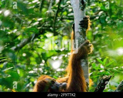 Erwachsene Orang-Utan (Pongo pygmaeus abelii) Hände klettern in Baum Sumatra, Indonesien. Stockfoto