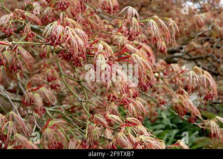Acer palmatum dissectum ‘Atropurpureum’ japanischer Ahornholzschnitt Atropurpureum – blassgrüne lazenartige Blätter mit roten Rändern, April, England, Großbritannien Stockfoto