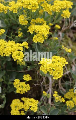 Aurinia saxatilis ‘Gold Dust’ Basket of Gold – enge Haufen goldgelber Blüten, April, England, Großbritannien Stockfoto