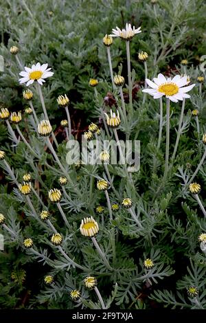 Anthemis punctata subsp cupaniana sizilianische Kamille – weiße Gänseblümchen auf langen Stielen und federndem Laub, April, England, Großbritannien Stockfoto