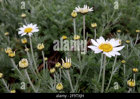 Anthemis punctata subsp cupaniana sizilianische Kamille – weiße Gänseblümchen auf langen Stielen und federndem Laub, April, England, Großbritannien Stockfoto