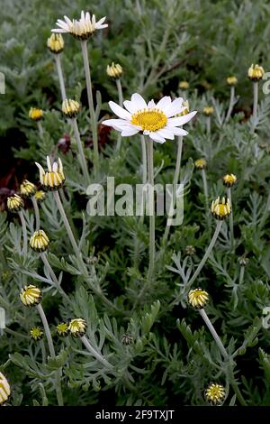 Anthemis punctata subsp cupaniana sizilianische Kamille – weiße Gänseblümchen auf langen Stielen und federndem Laub, April, England, Großbritannien Stockfoto