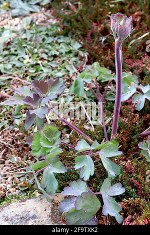 Aquilegia vulgaris Columbine oder Granny’s Haube – aufkeimende Blüten und blättrige Blätter, April, England, Großbritannien Stockfoto