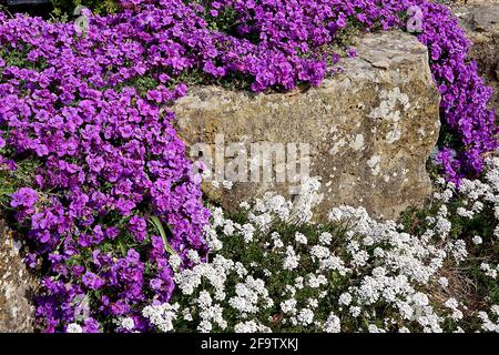 Aubrieta deltoidea ‘Gloria’ Felsenkresse Gloria – tiefrosa Blüten und ovale Spinosblätter, April, England, Großbritannien Stockfoto