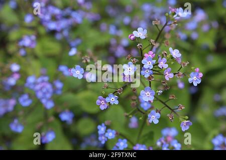 Brunnera macrophylla ‘Green Gold’ Great Forget-Me-Not Green Gold – Sprays von leuchtend blauen Blüten mit abgerundeten Blütenblättern, April, England, Großbritannien Stockfoto