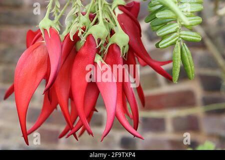 Clianthus puniceus var maximus Kakabeak – scharlachrote, schnabelartige Blüten und kleine glänzende, längliche Blätter, April, England, Großbritannien Stockfoto