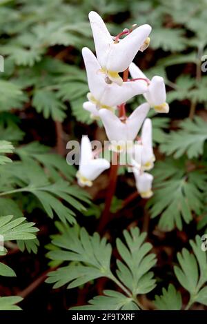 Dicentra cucullaria Dutchmans-Hose – weiße, geflügelte, beutelförmige Blüten, April, England, Großbritannien Stockfoto