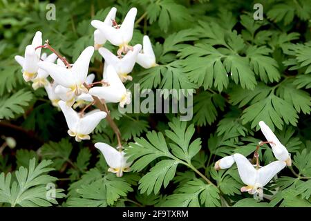 Dicentra cucullaria Dutchmans-Hose – weiße, geflügelte, beutelförmige Blüten, April, England, Großbritannien Stockfoto