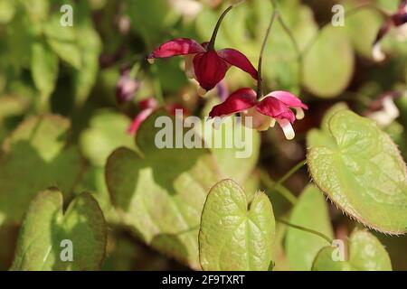 Epimedium x rubrum Bishops hat / rotes Barrenwort – hängende rote Blüten, April, England, Großbritannien Stockfoto