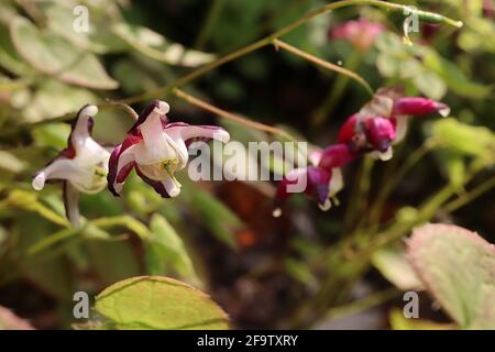 Epimedium x rubrum Bishops hat / rotes Barrenwort – hängende rote Blüten, April, England, Großbritannien Stockfoto