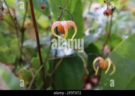 Epimedium wushanense x flavum gelbliches Barrenwort – gesprenkelte rote hängende Blüten mit hängenden gelben Spornen, April, England, Großbritannien Stockfoto