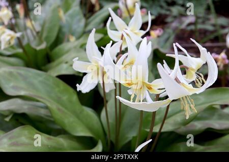 Erythronium Californicum Fawn Lily - breite weiße glockenförmige Blüten mit gelber Basis, kastanienbraunen Markierungen und hochgetragenen Blütenblättern, April, England, Vereinigtes Königreich Stockfoto