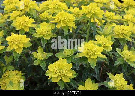 Der große Polsterspuffer der Epithymoides von Ephorbia ‘major’ – lindengrüne Blüten auf den quirligen, dunkelgrünen, lanzförmigen Blättern, April, England, Großbritannien Stockfoto