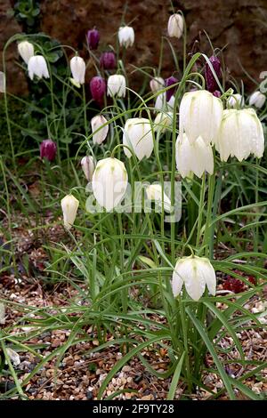 Fritillaria meleagris ‘Alba’ Weißer Schlangenkopf Fritillary – schwache, weiß karierte Blüten, April, England, Großbritannien Stockfoto