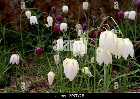 Fritillaria meleagris ‘Alba’ Weißer Schlangenkopf Fritillary – schwache, weiß karierte Blüten, April, England, Großbritannien Stockfoto