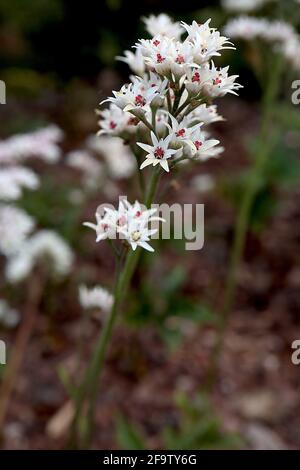 Mukdenia rossii rotblättrige Mukdenia – weiße sternförmige Blüten mit hellgrünen und tiefroten Staubblättern, Blätter nicht im Foto, April, England, Großbritannien Stockfoto