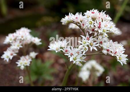 Mukdenia rossii rotblättrige Mukdenia – weiße sternförmige Blüten mit hellgrünen und tiefroten Staubblättern, Blätter nicht im Foto, April, England, Großbritannien Stockfoto