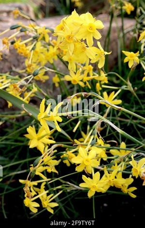 Narcissus / Daffodil jonquil ‘Baby Boomer’ Division 7 jonquilla Daffodils Rush Daffodil Baby Boomer – kleine duftende gelbe Narzisse, April, England, Stockfoto