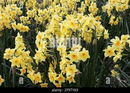 Narcissus / Daffodil ‘Martinette’ Division 8 Tazetta Daffodils Mehrköpfige, stark duftende weiße Narzissen mit kleiner Tasse, April, England, Großbritannien Stockfoto