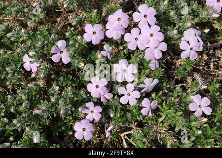 Phlox douglasii ‘Rosea’ / ‘Rose Queen’ schleichende Phlox Rose Queen – blassrosa Blüten mit abgerundeten Blütenblättern, April, England, Großbritannien Stockfoto