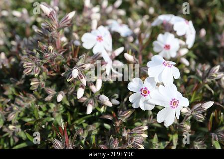 Phlox subulata ‘Maischnee’ Moos phlox Maischnee – weiße Blüten mit basalen Karmesinflecken, April, England, Großbritannien Stockfoto