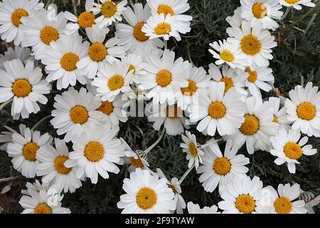 Rhodanthemum hosmariense ‘Cascester’ Marokkanische Gänseblümchen – weiße Gänseblümchen-ähnliche Blüten mit gelb-braunem Zentrum, April, England, Großbritannien Stockfoto