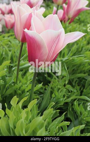 Tulipa ‘Sanne’ Triumph Tulpe 3 Sanne Tulpe – rosarote Blüten, breite cremefarbene Ränder, spitze Blütenblätter, April, England, VEREINIGTES KÖNIGREICH Stockfoto