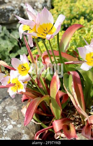 Tulipa saxatilis ‘Lilac Wonder’ Art Tulpe 15 saxatilis Lilac Wonder Tulpe - Fliederblätter, große gelbe Basis, April, England, UK Stockfoto