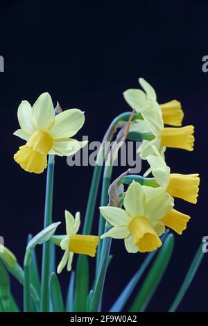 Tete-a-tete Narzissen vor schlichtem schwarzen Hintergrund Stockfoto