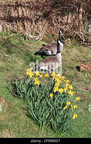 Paar Kanadagänse neben blühenden Narzissen Stockfoto