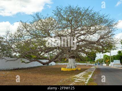 Ceiba, Seidenbaumwolle mit Samen in Yucatan, Mexiko Stockfoto