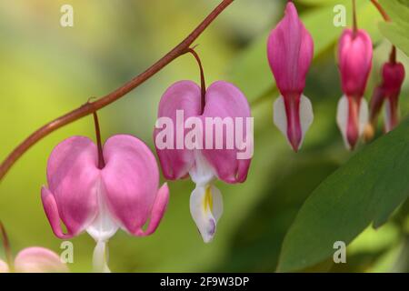 Eine Reihe von rosa blutenden Herzblumen, die an einem hängen Gebogener Stamm und von Blättern umgeben Stockfoto