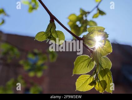 Eine doppelte Sonneneinstrahlung guckst durch einen hängenden Ast vor dem Hintergrund eines Ziegelgebäudes und eines blauen Himmels, Konzept eines neuen Erwachens oder des Sehens des Lichts Stockfoto