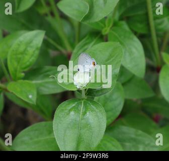 Nahaufnahme eines gramblauen Schmetterlings, der Nektar sammelt Eine weiße Blumenblume mit wenigen Blättern im Garten Stockfoto