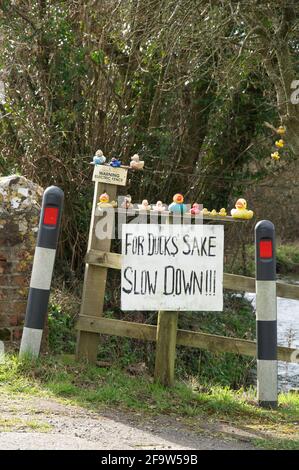 Skurrile handschriftliche Schild sagt "für Enten willen verlangsamen". Neben einer schmalen kurvenreichen Landstraße, die sich dem Dorf toller Porcorum nähert. Dorset. Stockfoto