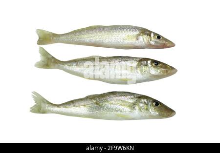 Frischer Sand Wittling Fische oder Sillaginidae Fische isoliert auf weißem Hintergrund und haben Clipping Pfade. Stockfoto