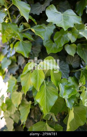 Vertikale Nahaufnahme von grünen Blättern Stockfoto