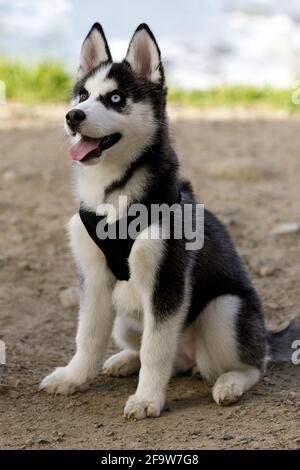 8-Wochen-Alte aufmerksame sibirische Husky-Hündin mit verschiedenfarbigen Augen. Im Freien in Nordkalifornien. Stockfoto