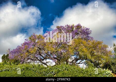 Jacaranda Baum im Upcountry Kula auf Maui. Stockfoto