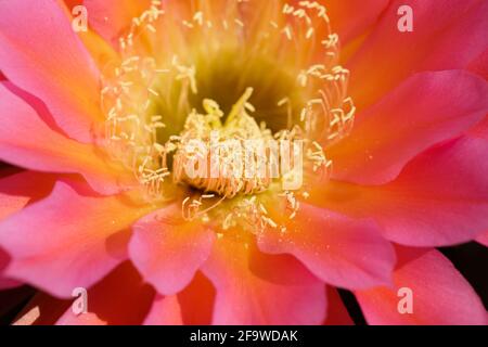 Fliegende Untertasse Kaktus Blumenkopf. Arizona Cactus Garden in Stanford, Kalifornien. Stockfoto