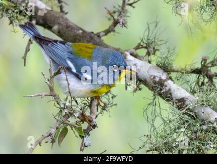 Nördliche Parula (Setophaga americana) in einem Baum während der Frühjahrsmigration im Süden von Texas, Galveston, TX, USA. Stockfoto