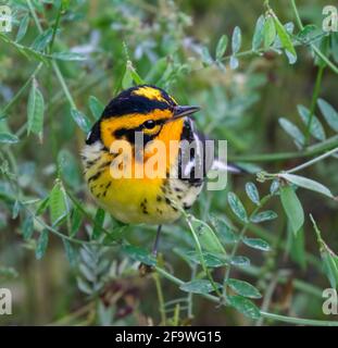 Blackburnianischer Wanderer (Setophaga fusca), männlich während der Wanderung, Galveston, Texas, USA. Stockfoto