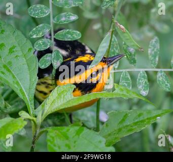 Schwarzburnische Waldsänger (Setophaga fusca) bei der Jagd auf Insekten im Gras, Galveston, Texas. Stockfoto