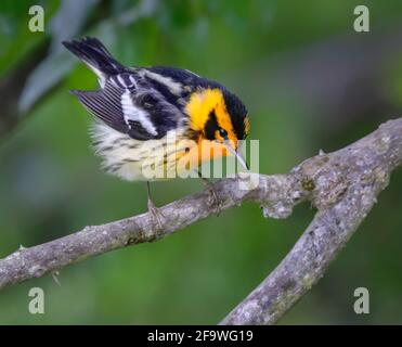 Blackburnianischer Wanderer (Setophaga fusca), männlich, der während der Wanderung in einem Baum sitzt, Galveston, Texas. Stockfoto