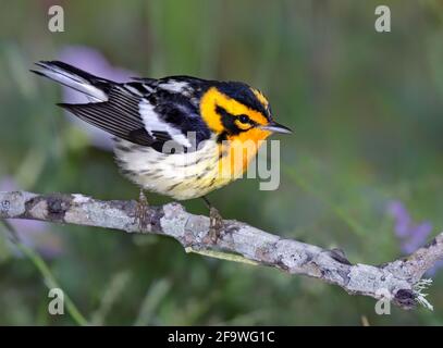 Blackburnianischer Wanderer (Setophaga fusca), männlich, der während der Wanderung in einem Baum sitzt, Galveston, Texas. Stockfoto