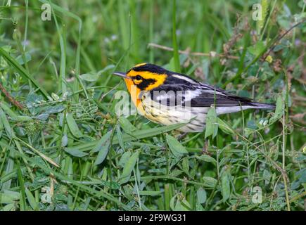 Blackburnian Warbler (Setophaga fusca) männliche Jagdinsekten im Gras während der Wanderung, Galveston, Texas. Stockfoto