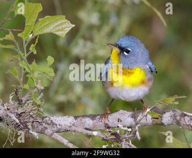 Nördliche Parula (Setophaga americana) in einem Baum während der Frühjahrsmigration im Süden von Texas, Galveston, TX, USA. Stockfoto